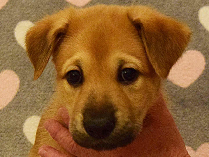 chinook puppy